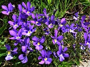 23 Viola dubyana (Viola di Duby)